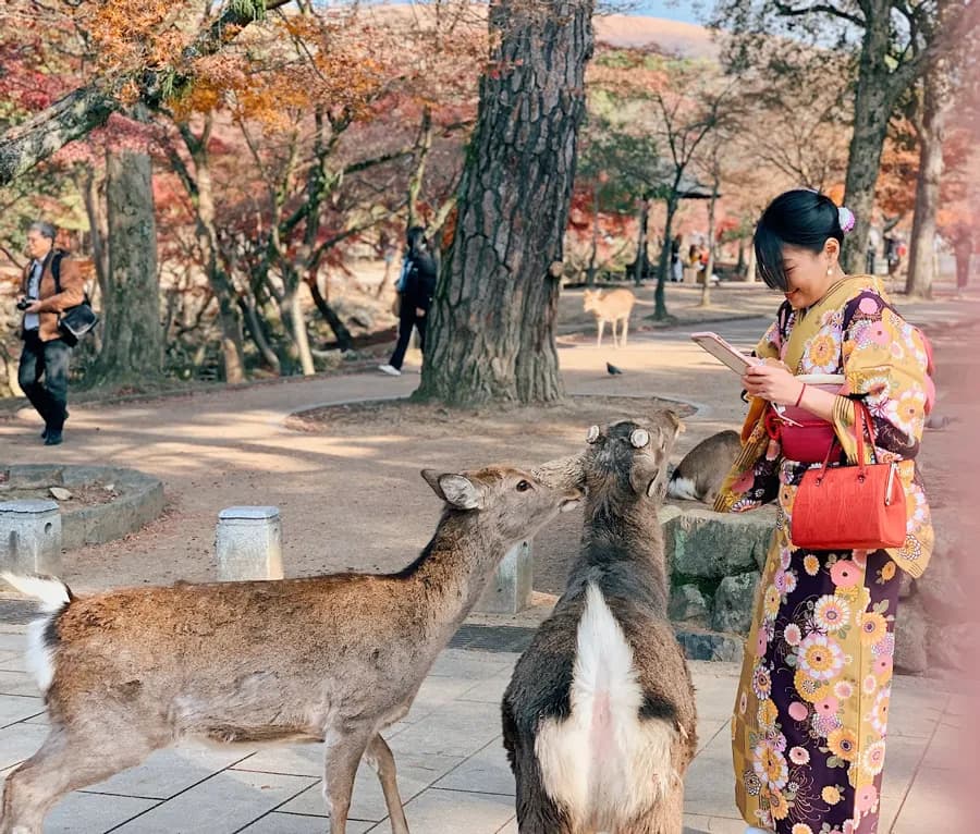 ĐÓN NĂM MỚI TẠI OSAKA – KYOTO – KOBE - ảnh 9